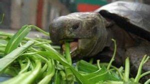 蓬萊松 烏龜可以吃什麼